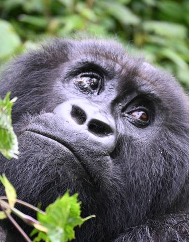 Close-up of a gorilla's face surrounded by green foliage