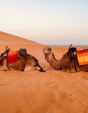 Two camels lying on sand dunes.