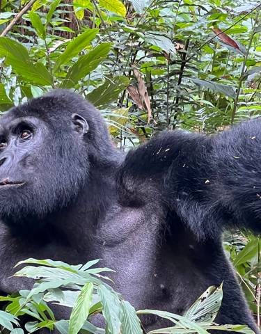Gorilla sitting in a lush green forest looking to the side.