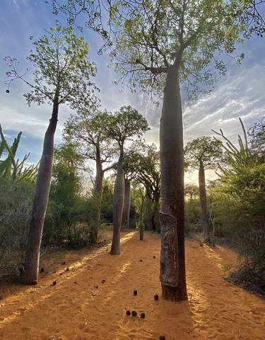 Baobab trees in a sunlit forest grove.