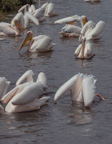 Flock of pelicans swimming in a lake.