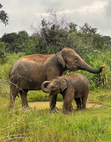 Elephant mother and calf walking together.