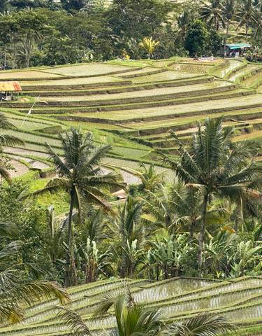 Scenic view of rice terraces with palm trees.