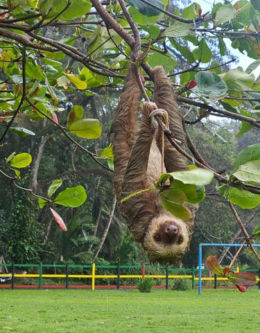 A sloth hanging upside down from a tree branch.