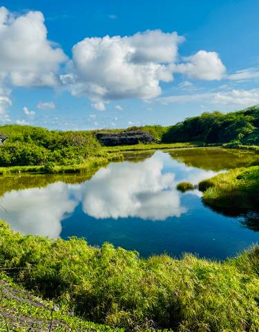 Clear pond surrounded by lush greenery reflecting the clouds.
