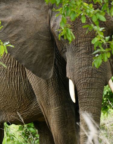 Close-up of an elephant with a calf peeking behind.