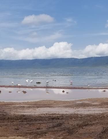 Lakeside view with flamingos and a safari vehicle.
