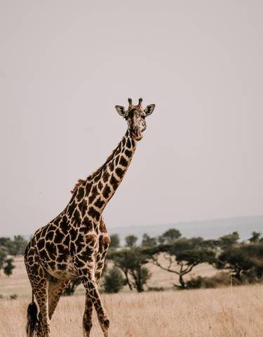 Giraffe standing tall in a savannah landscape.