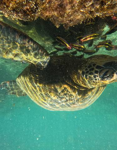 Turtle swimming underwater with small fish around.
