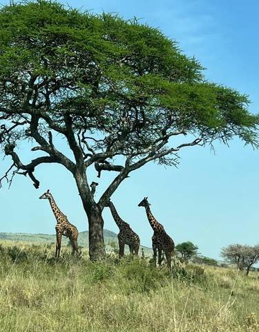 Three giraffes under a large tree.