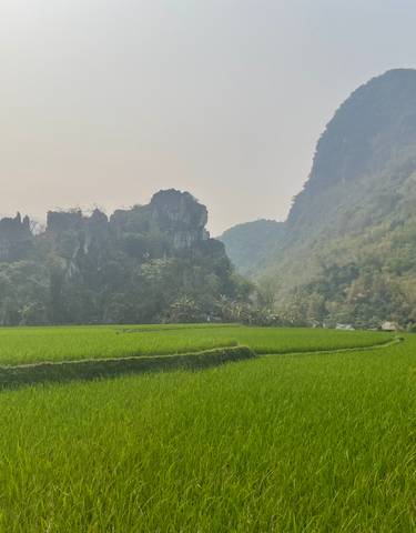 Green rice paddies with karst mountains in the background.