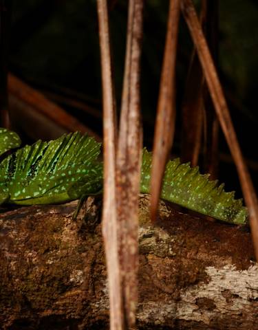Green basilisk lizard on a log in a dark forest setting.