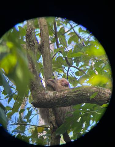 Sloth resting in a tree, seemingly sleepy.