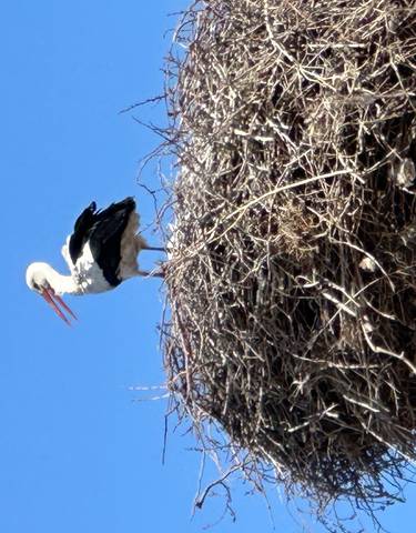 Bird on a large nest against a clear blue sky.