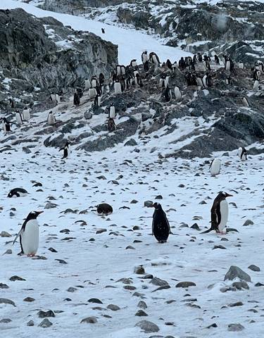 Group of penguins on a snowy rocky terrain.