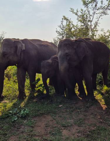 Family of elephants in the grass.