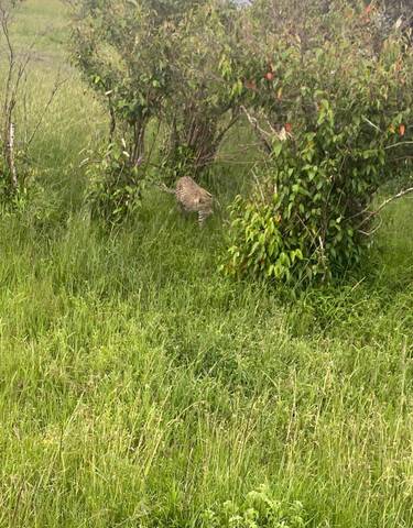 Cheetah walking through the grass.