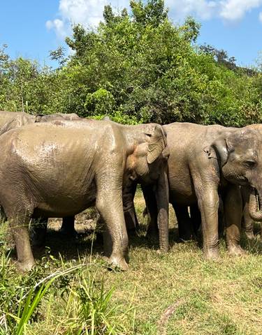 Group of elephants in a natural setting.