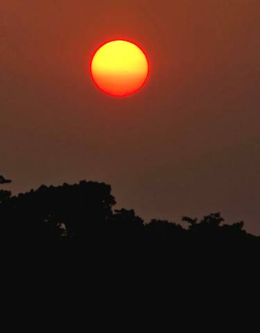 Sunset over silhouettes of trees.