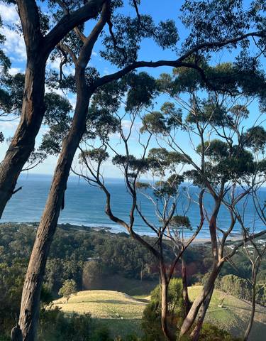 View through trees looking out towards the ocean.