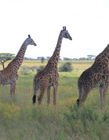 Three giraffes standing in a grassy savannah with scattered trees.