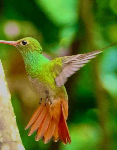 Close-up of a hummingbird mid-flight near a tree.