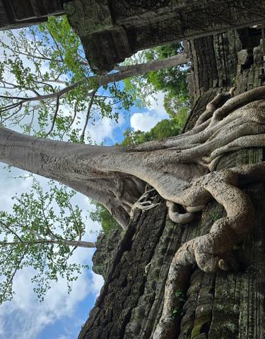 Massive tree roots enveloping ancient ruins.