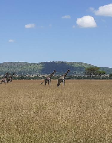 Giraffes in the savannah with distant hills.