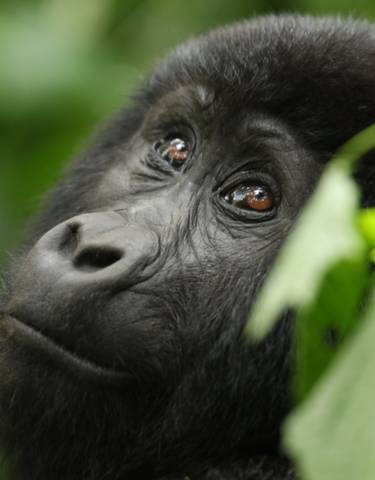 Close-up of a gorilla among green foliage.