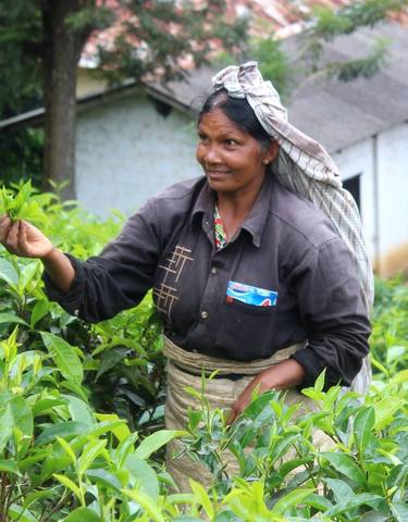 Woman picking tea leaves in a lush plantation.