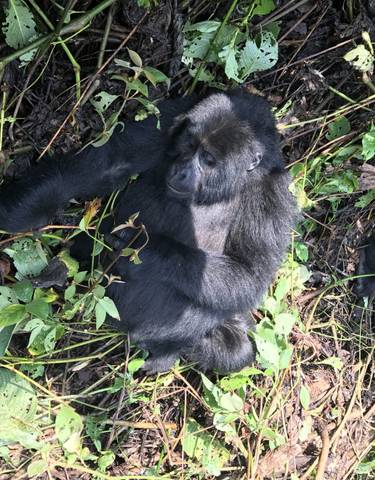 A gorilla lying among foliage.