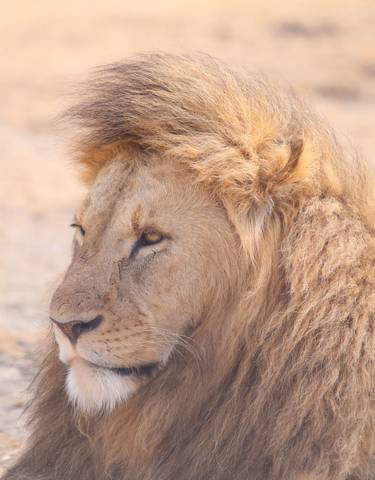 Close-up of a lion's face in a dry landscape.