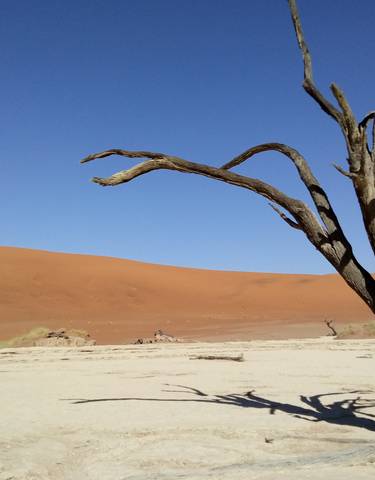 Desert landscape with a dead tree under a bright blue sky.