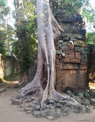 Tree merging with an ancient stone structure.