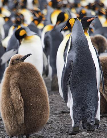 Group of king penguins with adorable chicks in the foreground.