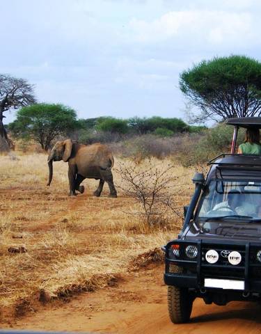 Safari scene with an elephant and a vehicle on a dirt road.