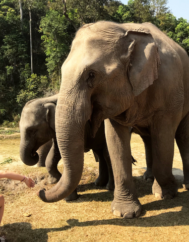 Elephants walking in a natural environment.