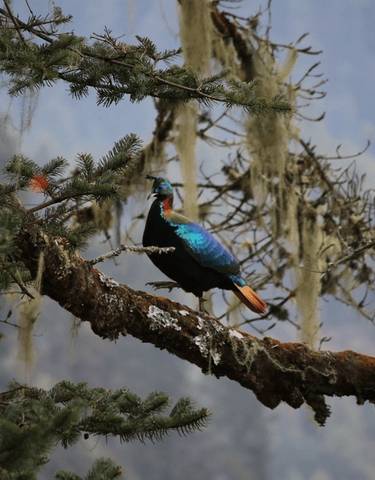 A bird perched on a tree branch in a forest.
