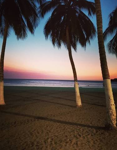 Palm trees on a beach during sunset.
