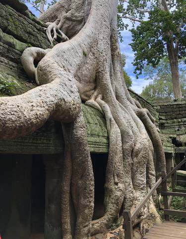 Large tree roots growing over ancient stone structures.