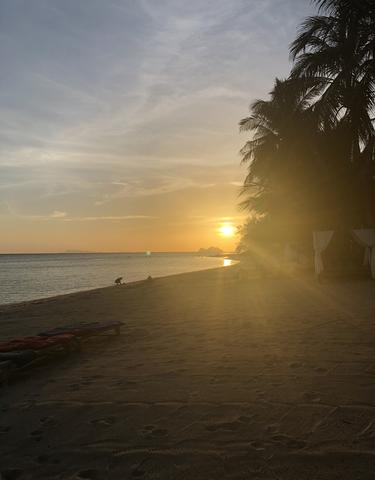 Beach view at sunset with silhouetted palm tree.