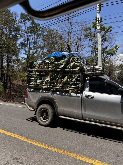Vehicle carrying bananas on a road.