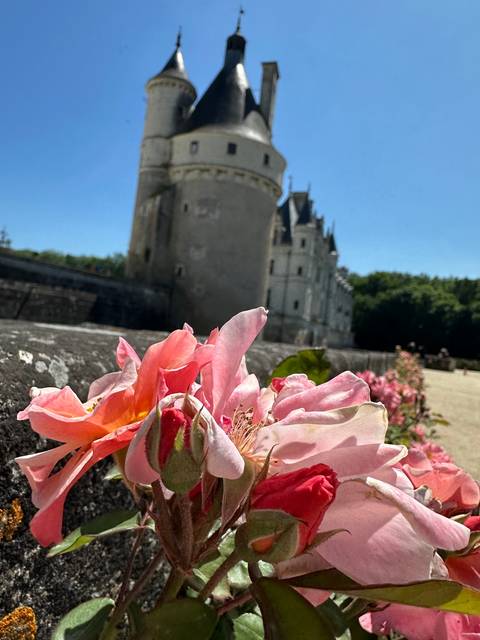 Close-up of flowers with a historic castle in the background.