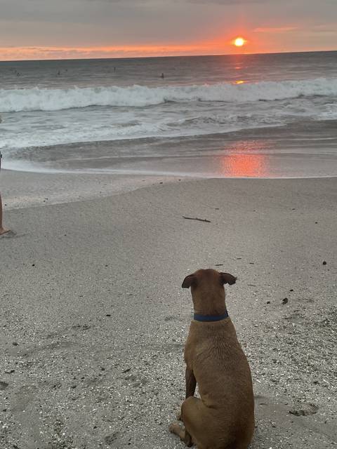 Dog sitting on a beach during sunset.