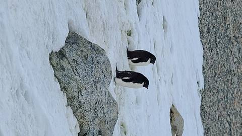 Two penguins standing on the snow next to rocks.