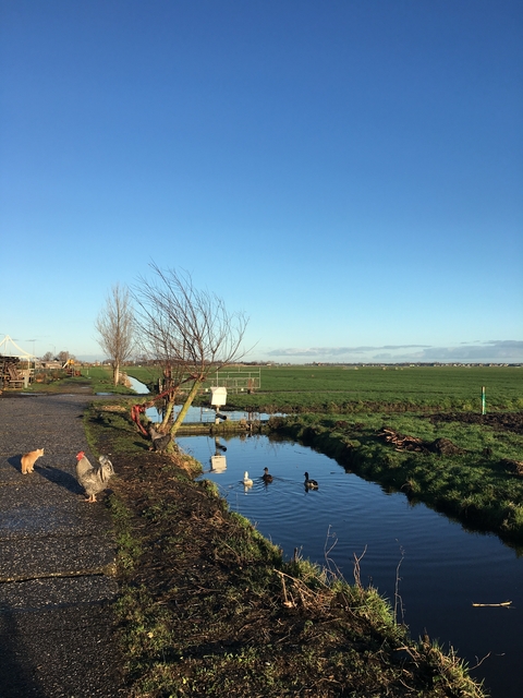 Pastoral scene with farm animals and a water canal.