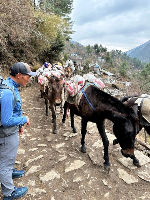 Person walking with a group of mules on a mountain trail.