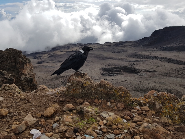 A bird perched on a rocky cliff with clouds below.
