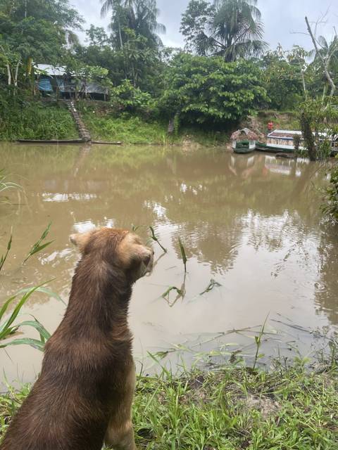 Dog looking at a riverbank.
