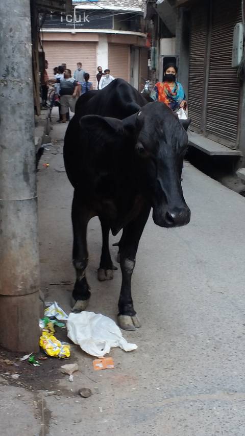 A cow standing on a street with trash around.
